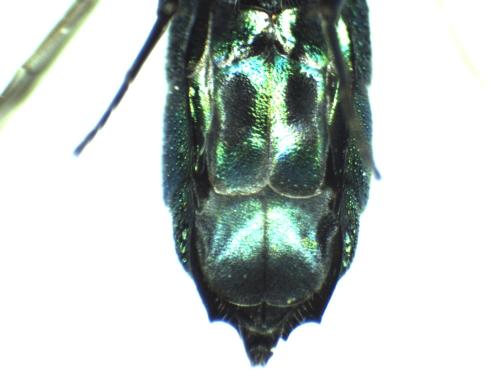 Chrysis indigotea